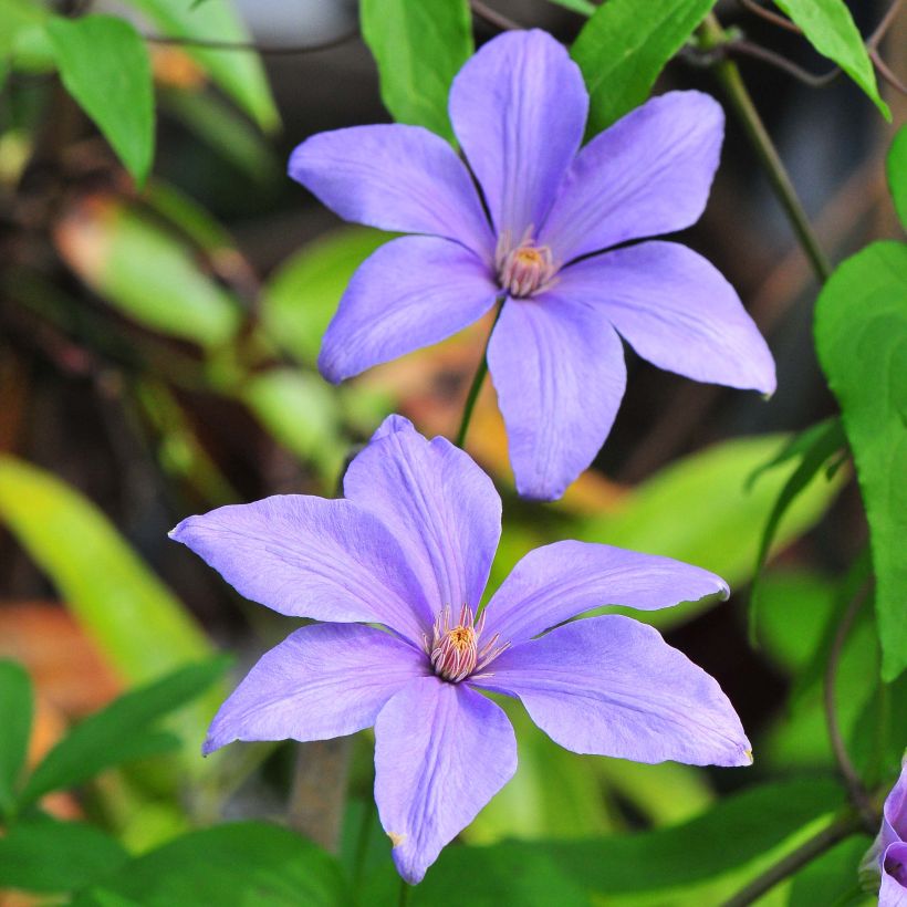 Clématite - Clematis Sugar Sweet (Scented Clem) (Floraison)