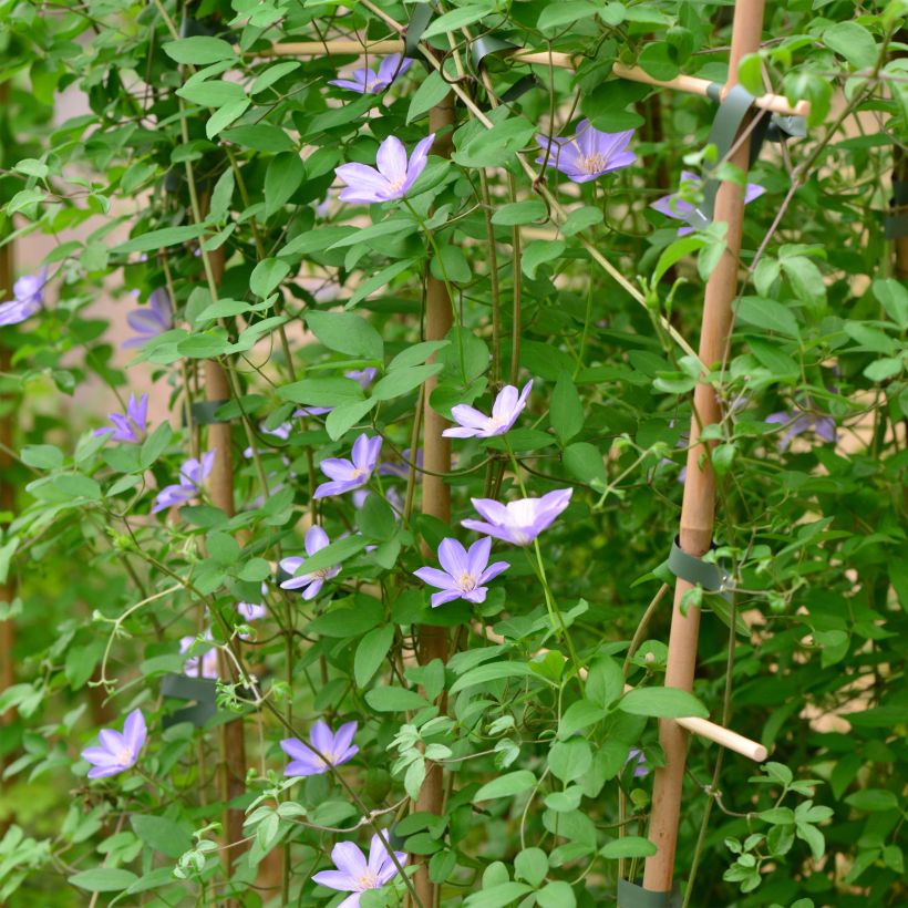 Clématite - Clematis Sugar Sweet (Scented Clem) (Port)