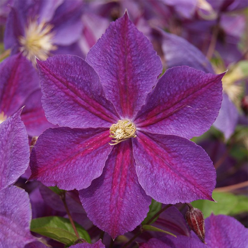 Clématite - Clematis Star of India (Floraison)