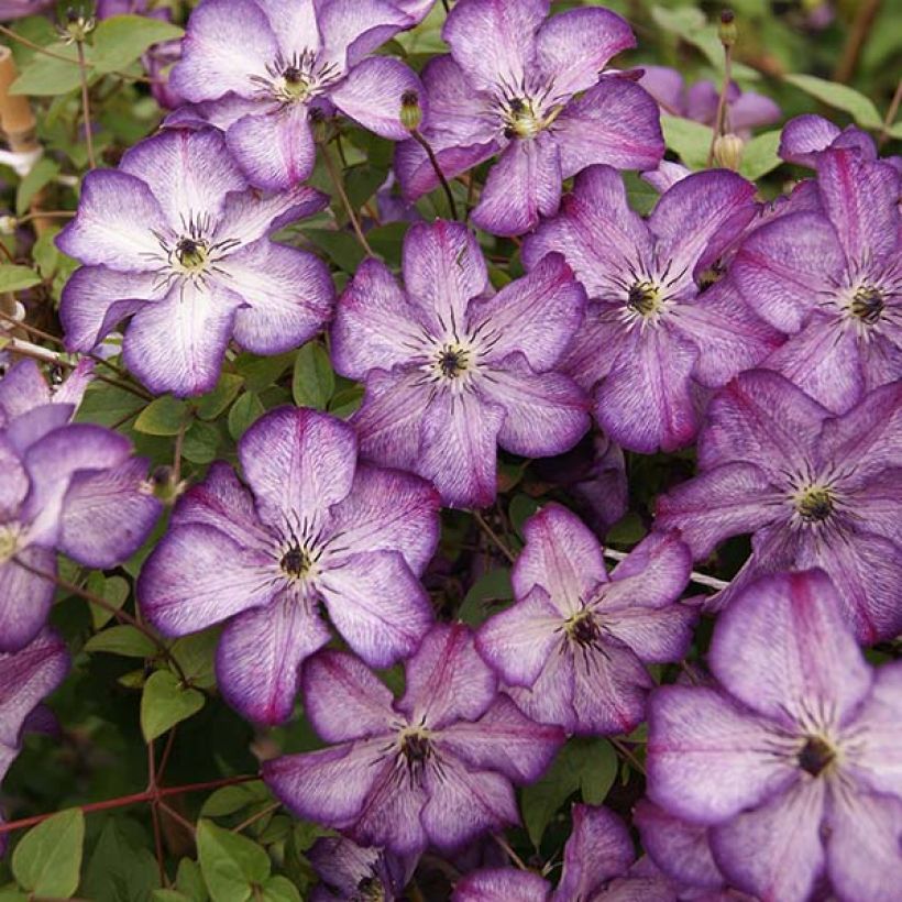 Clématite - Clematis Super Nova   (Floraison)