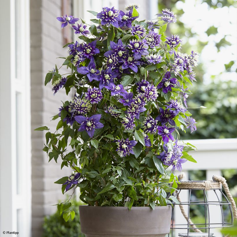 Clématite - Clematis Taiga  (Port)