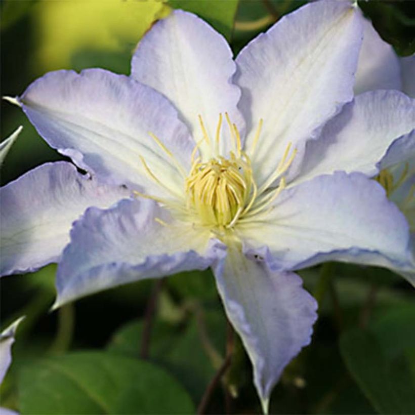 Clématite - Clematis Thyrislund (Floraison)