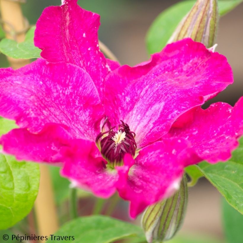 Clématite - Clematis Viva Polonia (Floraison)