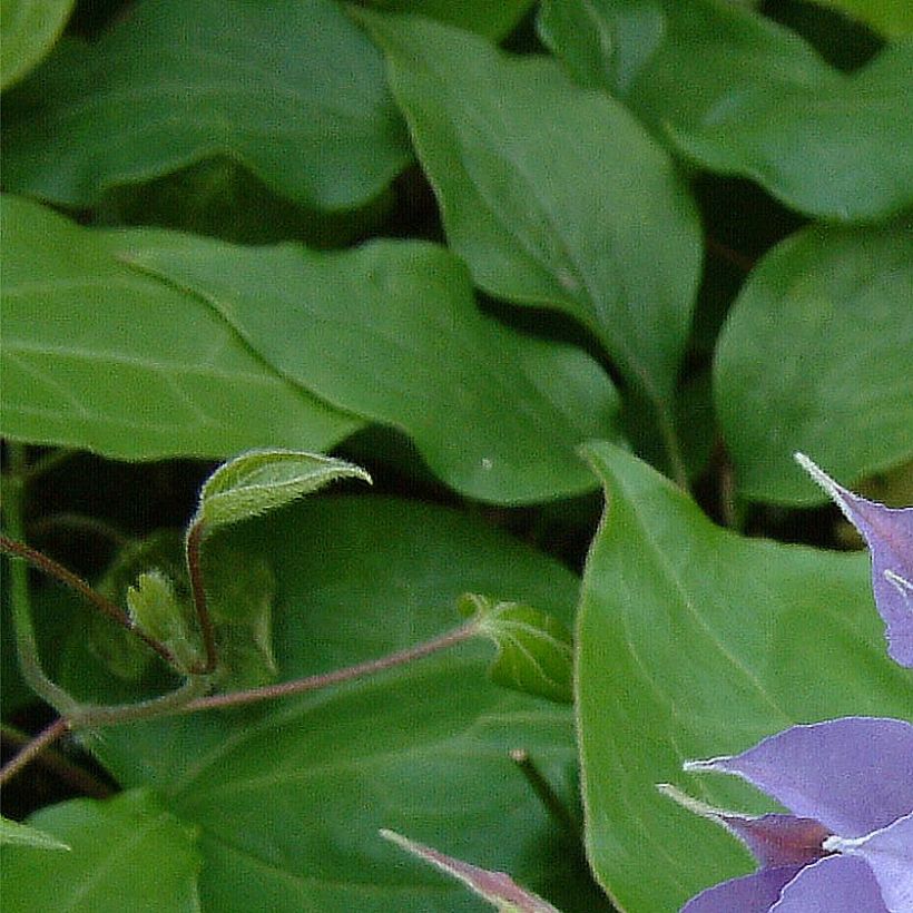 Clématite - Clematis Yvette Houry (Feuillage)