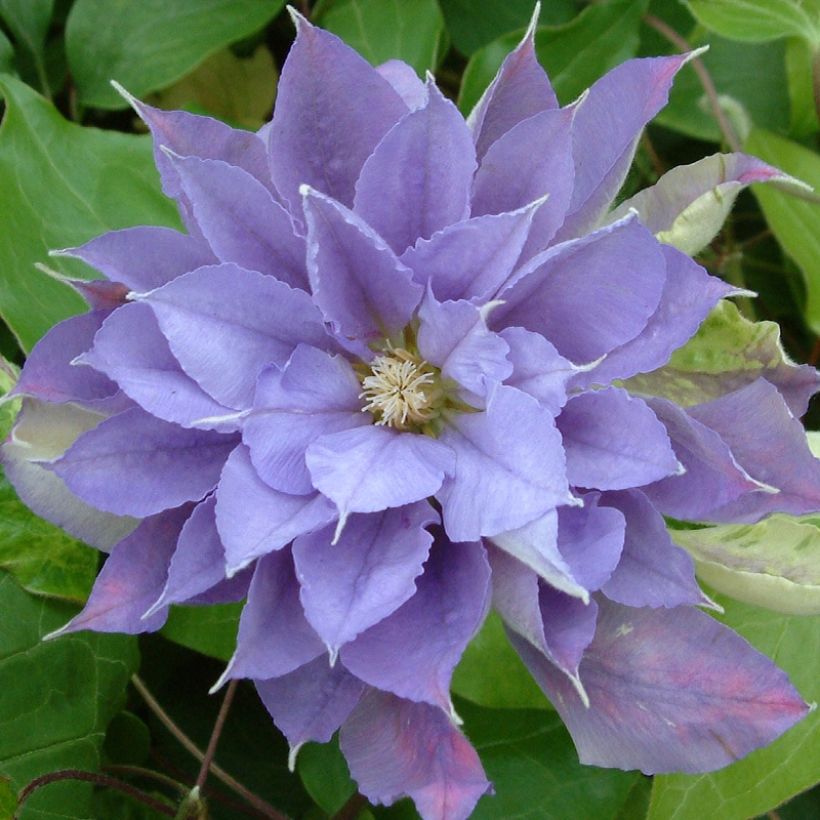 Clématite - Clematis Yvette Houry (Floraison)