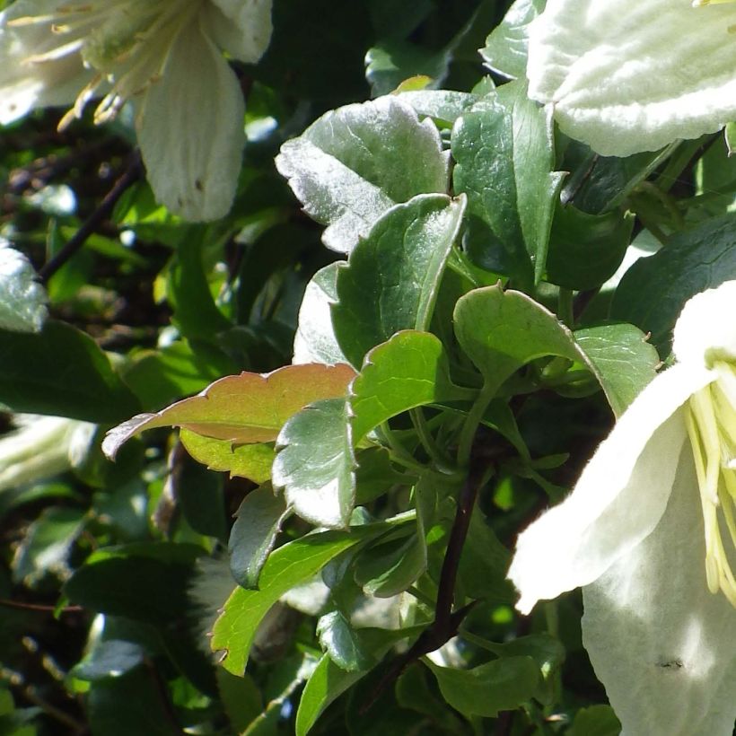 Clématite cirrhosa Wisley Cream (Feuillage)