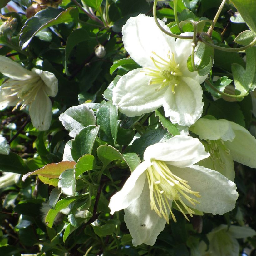 Clématite cirrhosa Wisley Cream (Floraison)