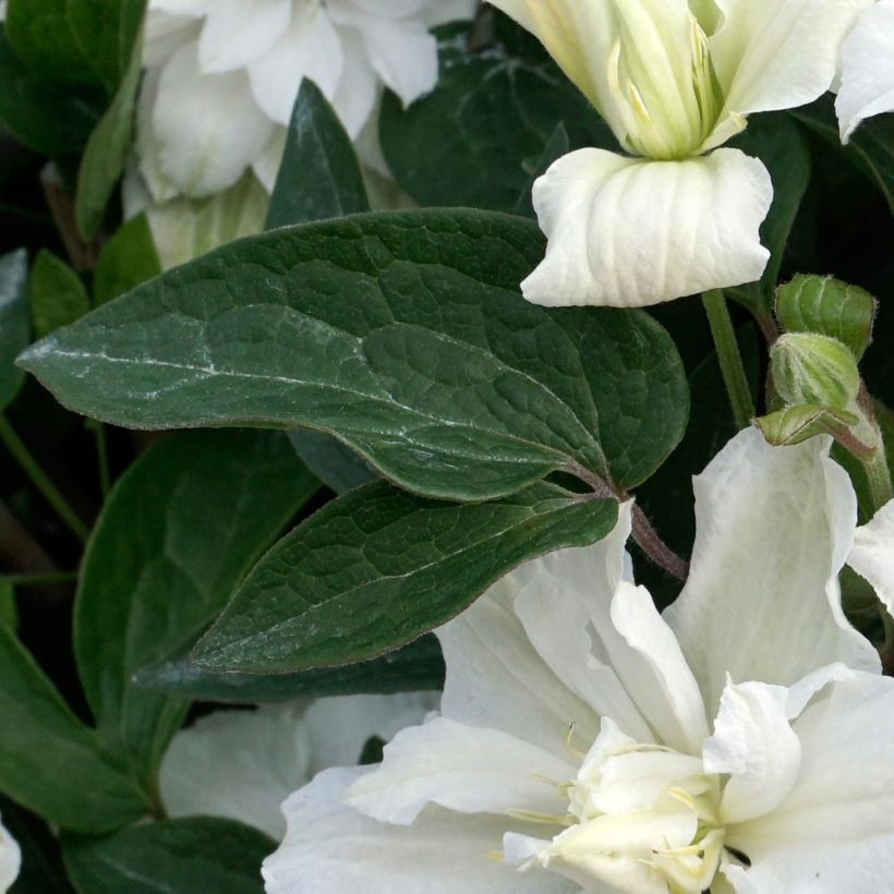 Clématite - Clematis diversifolia White Arabella (Feuillage)