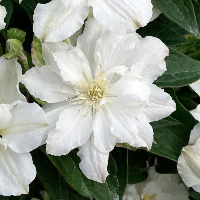 Clématite - Clematis diversifolia White Arabella (Floraison)