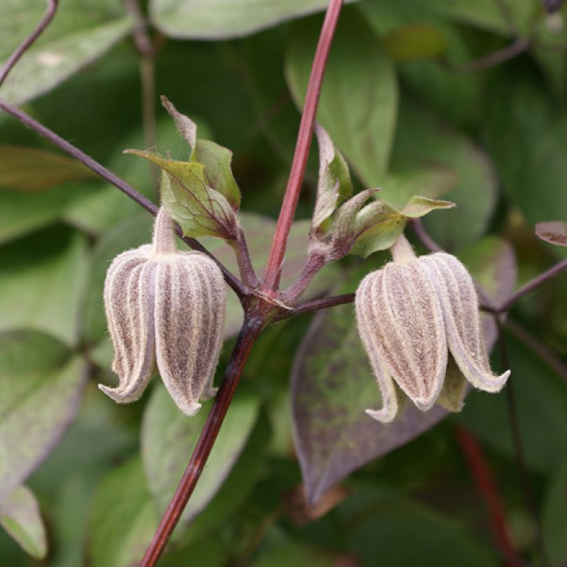 Clématite - Clematis fusca (Floraison)