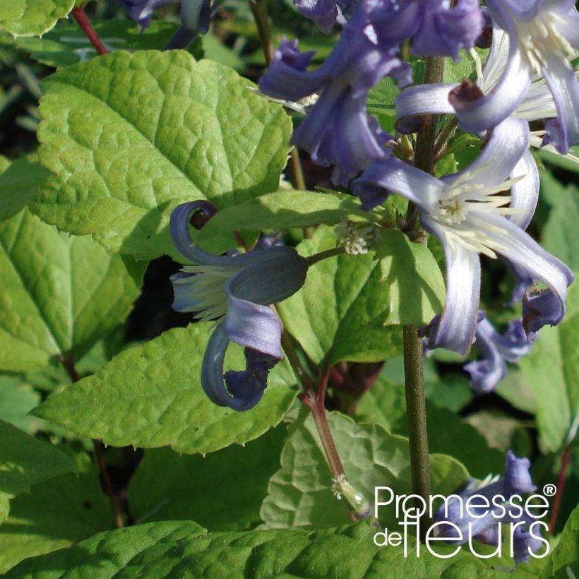 Clematis heracleifolia Côte d'Azur 2/3L (Feuillage)