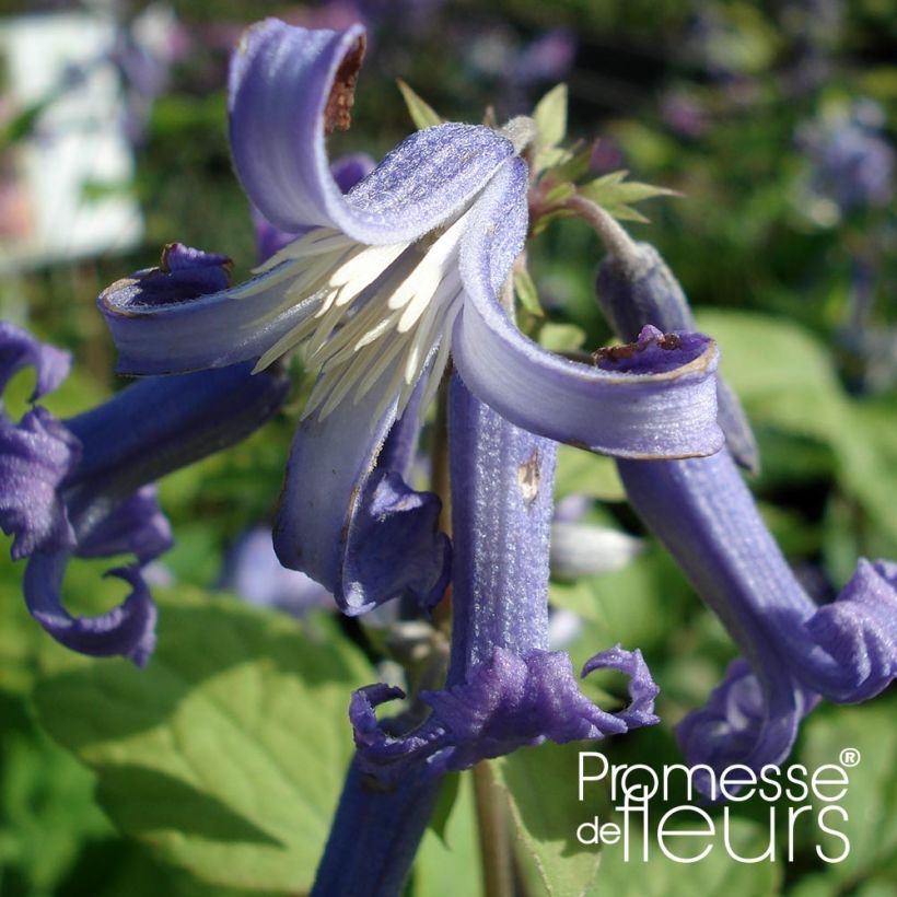 Clematis heracleifolia Côte d'Azur 2/3L (Floraison)