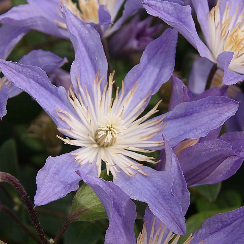 Clématite - Clematis integrifolia Blue River (Floraison)