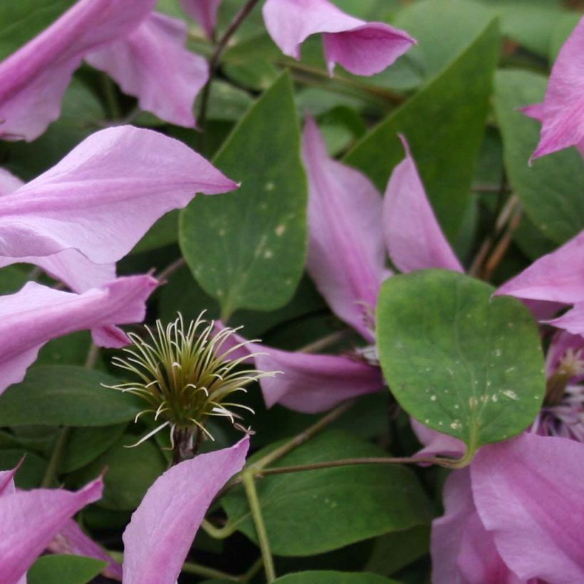 Clématite integrifolia Saphyra Duo Rose (Feuillage)