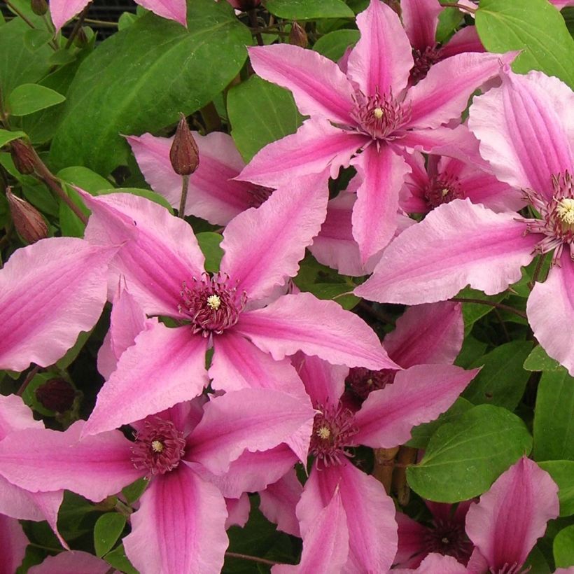 Clématite integrifolia Saphyra Duo Rose (Floraison)