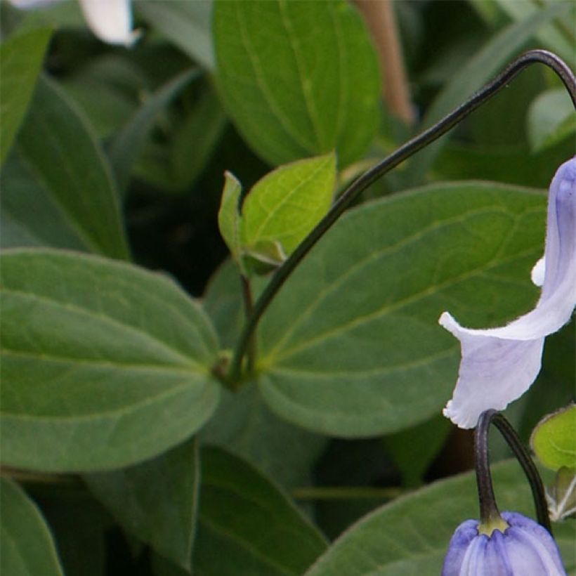 Clematite - Clematis integrifolia Twinkle (Feuillage)