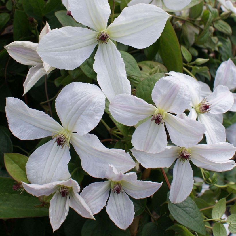 Clématite - Clematis Forever Friends (Floraison)