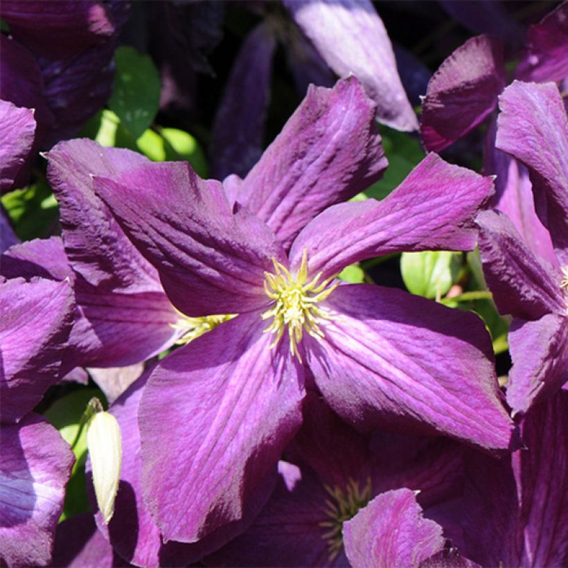 Clématite - Clematis jackmanii Purpurea (Floraison)