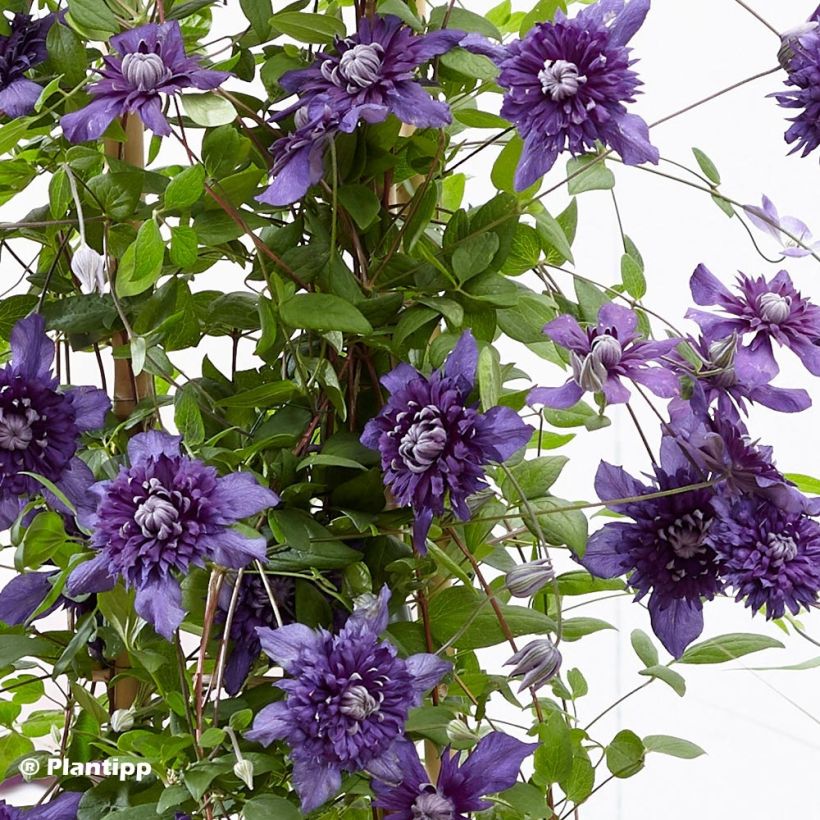 Clématite - Clematis Kokonoe (Feuillage)