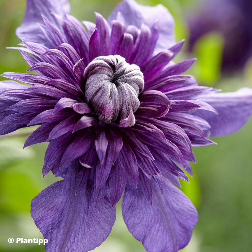 Clématite - Clematis Kokonoe (Floraison)