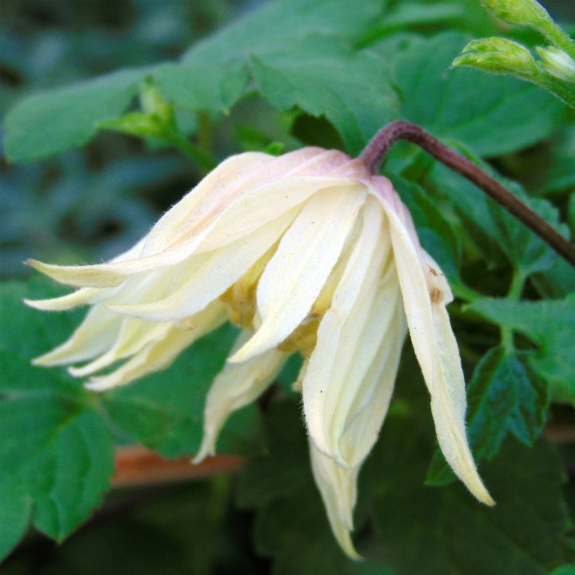 Clématite - Clematis koreana Amber (Floraison)