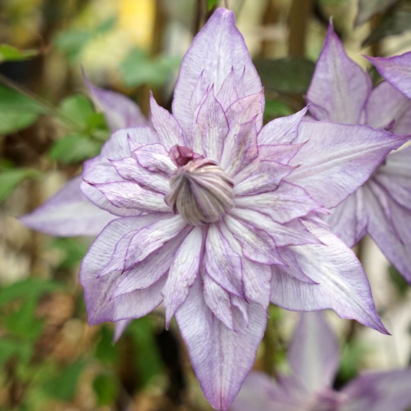 Clématite - Clematis Lady Kyoko (Floraison)