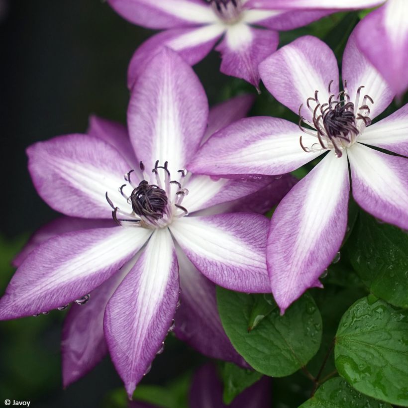 Clématite Lavallée n°1 (Floraison)