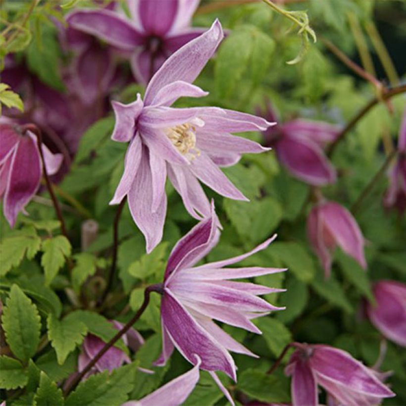 Clématite - Clematis macropetala Markham's Pink (Floraison)