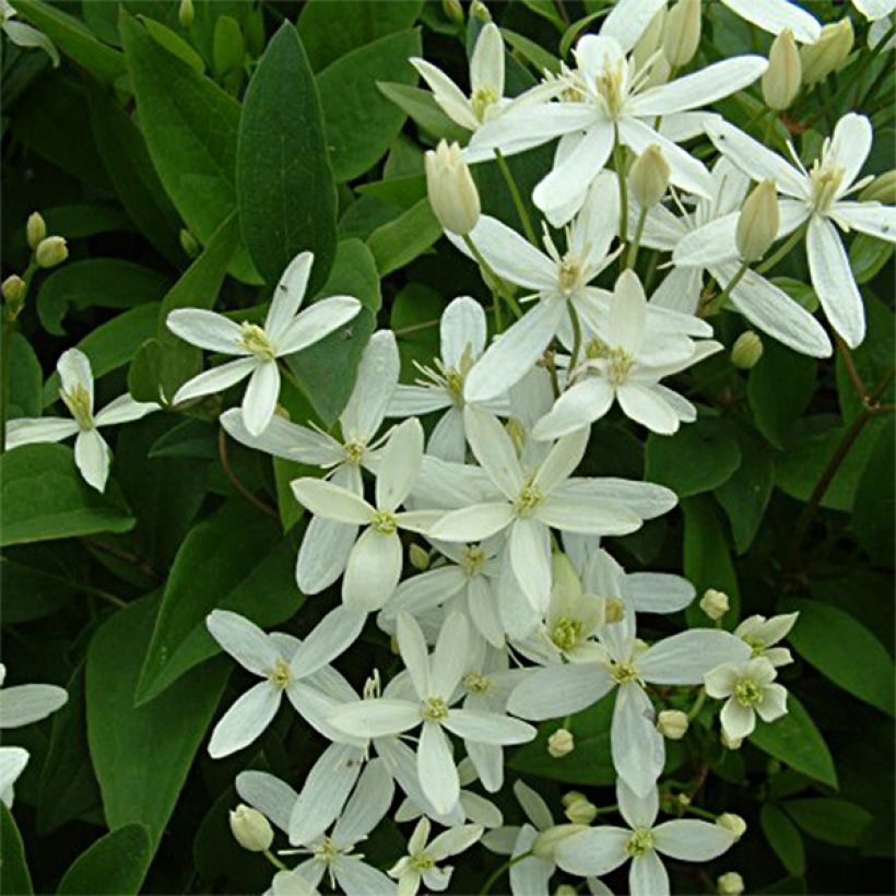 Clématite - Clematis mandshurica (Floraison)