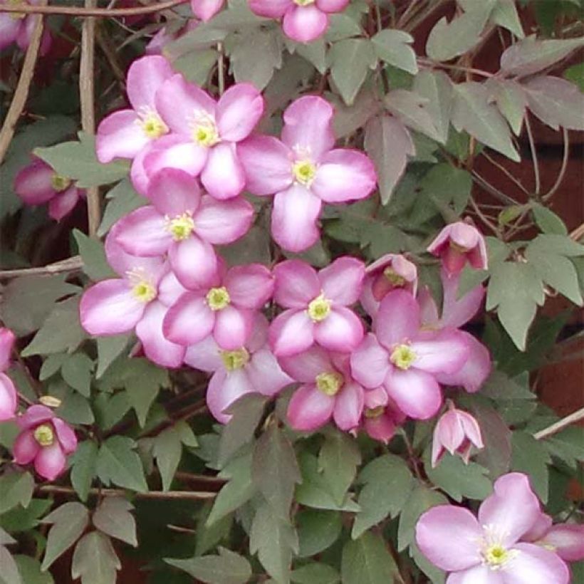 Clématite - Clematis montana Freda (Floraison)