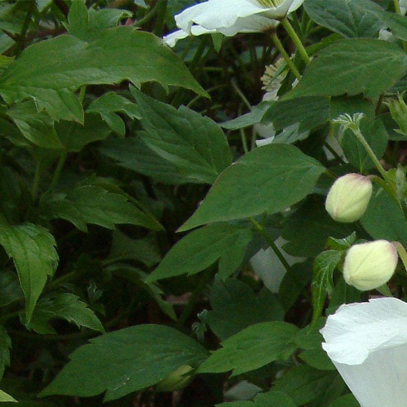 Clématite - Clematis montana Grandiflora (Feuillage)