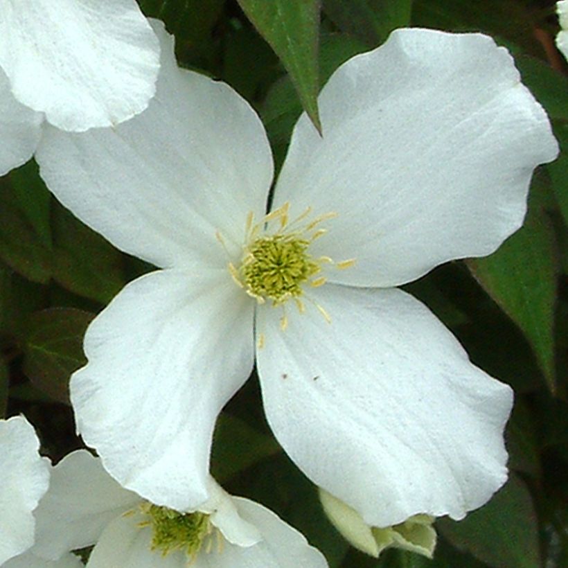 Clématite - Clematis montana Grandiflora (Floraison)