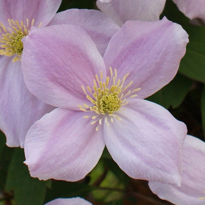 Clématite - Clematis montana Pink Perfection (Floraison)