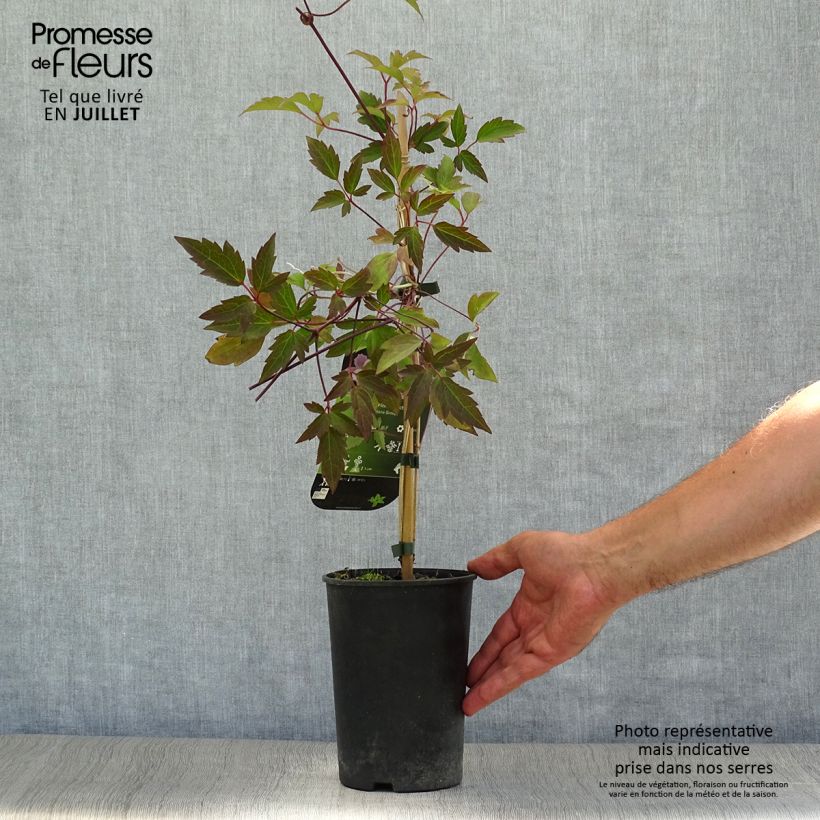 Spécimen de Clématite - Clematis montana Pink Perfection Pot de 1,5L/2L tel que livré en été