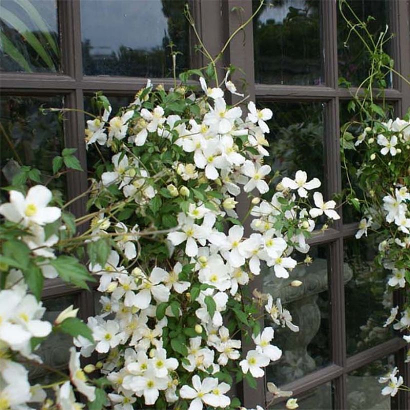 Clématite - Clematis montana Spooneri (Port)