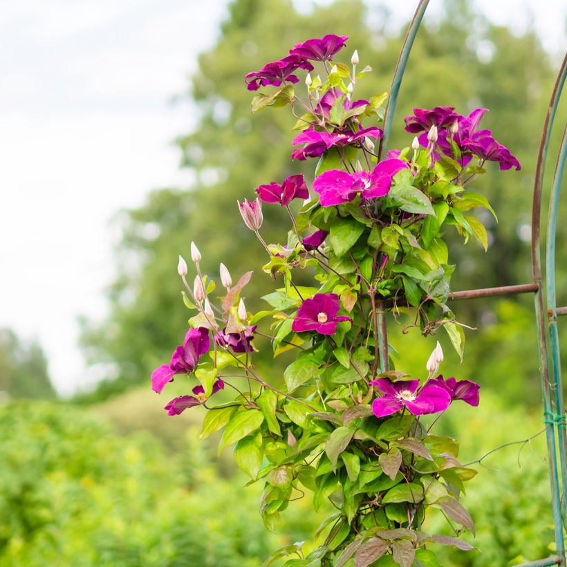 Clématite - Clematis Rouge Cardinal  (Port)