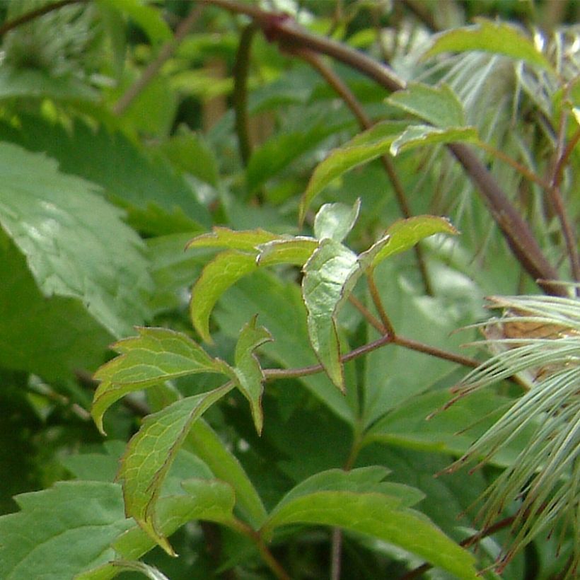 Clématite - Clematis serratifolia (Feuillage)