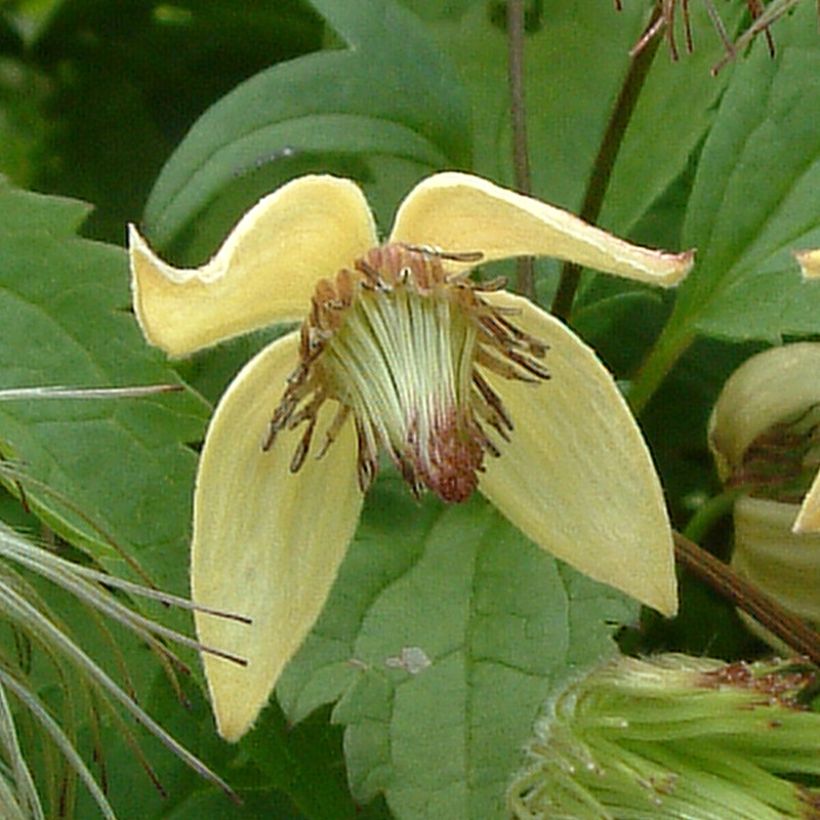 Clématite - Clematis serratifolia (Floraison)