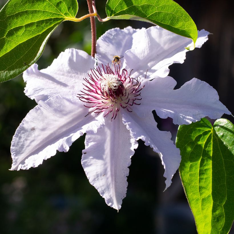 Clématite - Clematis Snow Queen (Floraison)