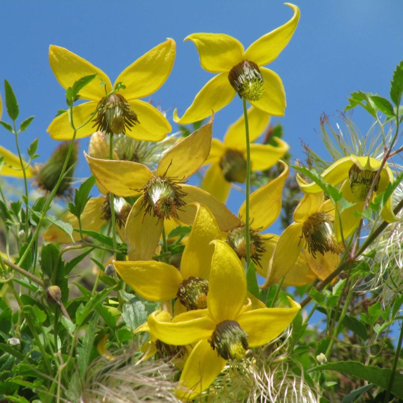 Clématite tangutica (Floraison)