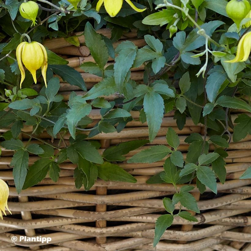 Clématite - Clematis tangutica Little Lemons (Feuillage)