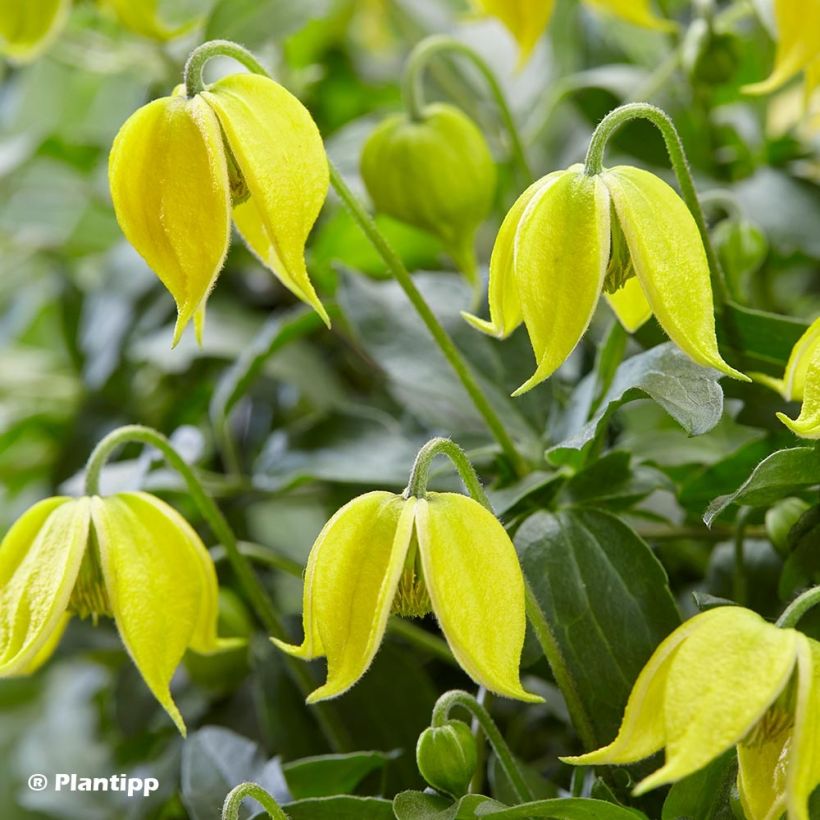 Clématite - Clematis tangutica Little Lemons (Floraison)