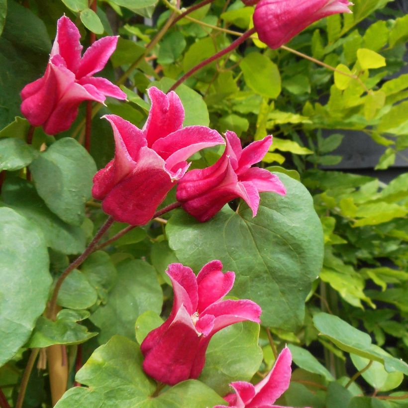 Clématite - Clematis texensis Queen Maxima (Floraison)