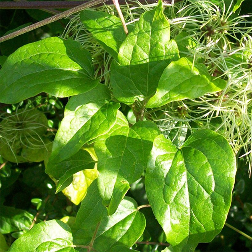 Clématite - Clematis vitalba (Feuillage)