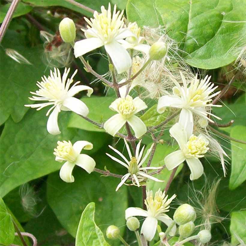 Clématite - Clematis vitalba (Floraison)