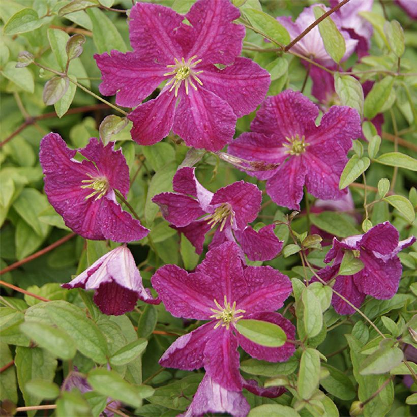 Clématite - Clematis viticella Abundance (Floraison)