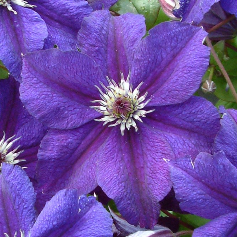 Clématite italienne - Clematis viticella Happy Birthday (Floraison)