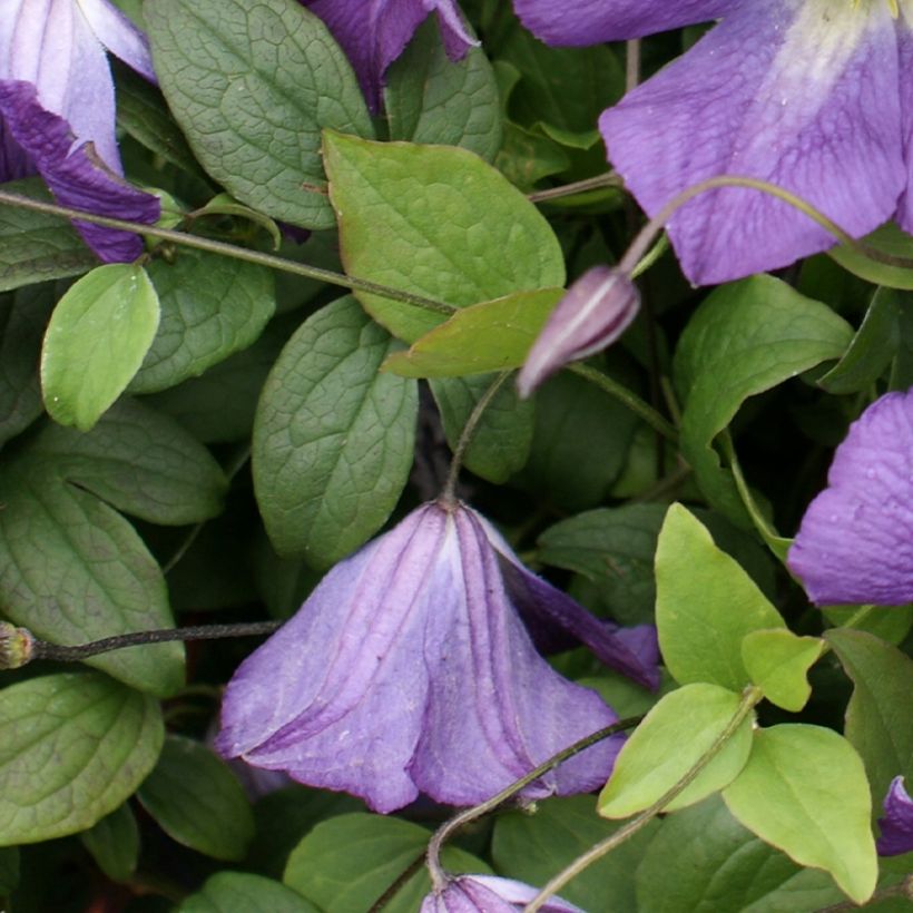 Clématite italienne - Clematis viticella Little Bas (Feuillage)