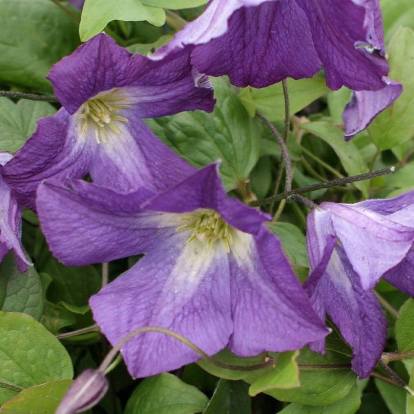 Clématite italienne - Clematis viticella Little Bas (Floraison)