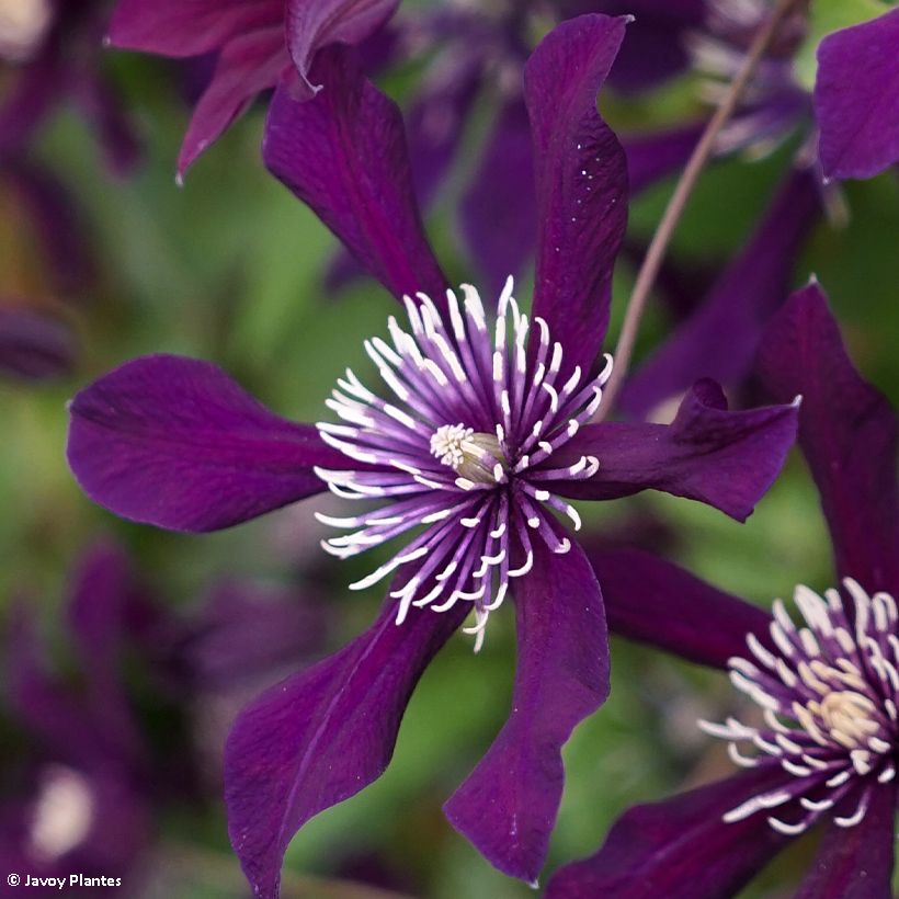 Clématite - Clematis viticella Panther (Floraison)